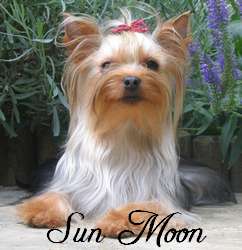 Belle obsessyon of Sun Moon